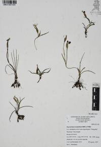 Sisyrinchium tenuifolium image